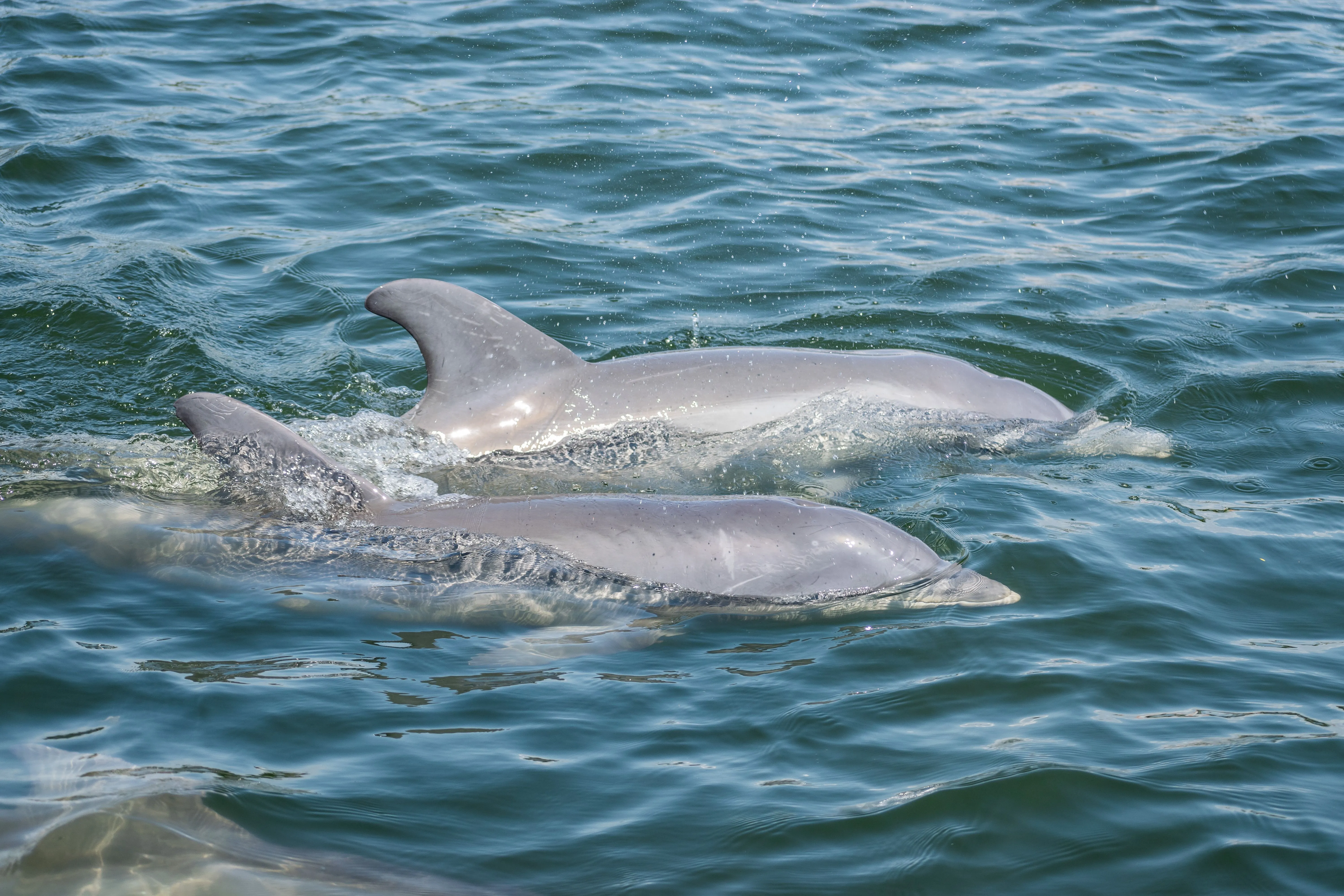 Two dolphins surfacing together in open sea water