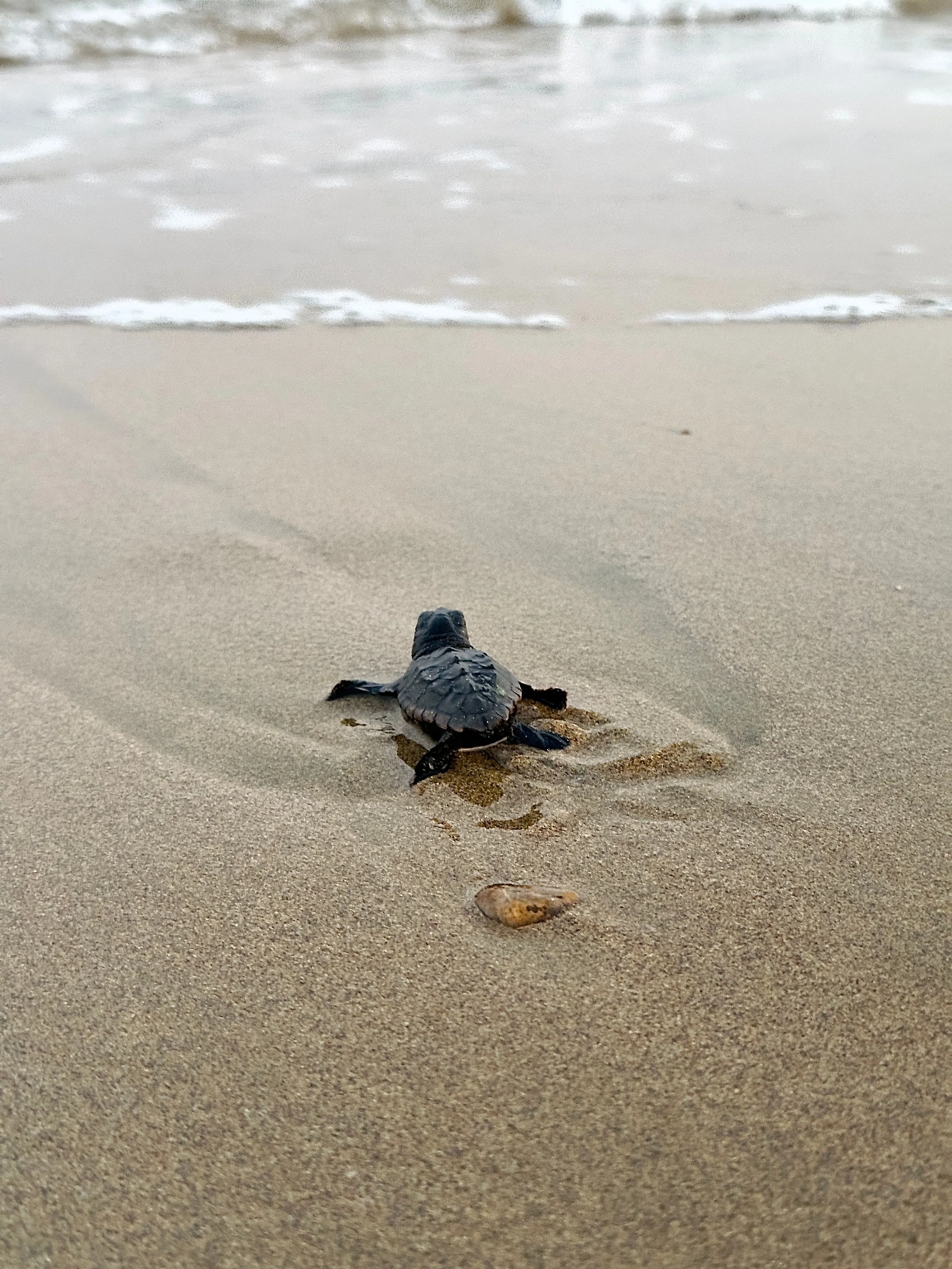 A sea turtle hatchling making its way across the sand toward the ocean waves